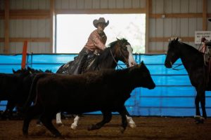 buck horse