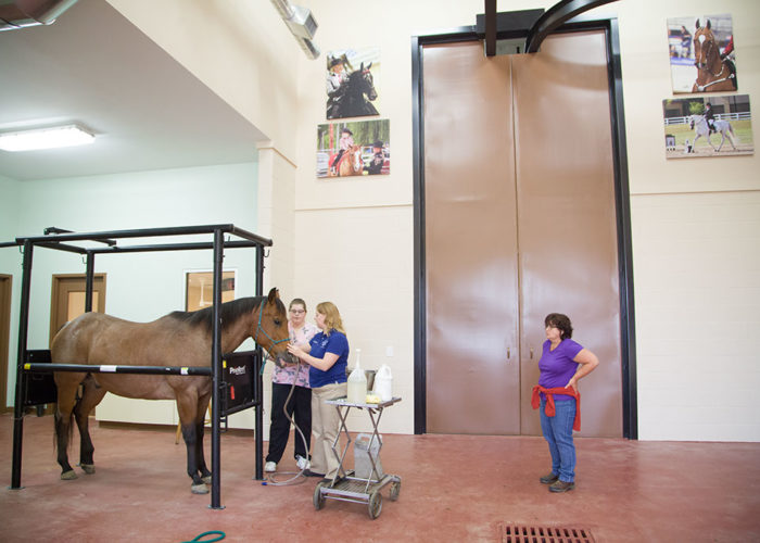 equine exam room | Bannon Woods Vet Hospital