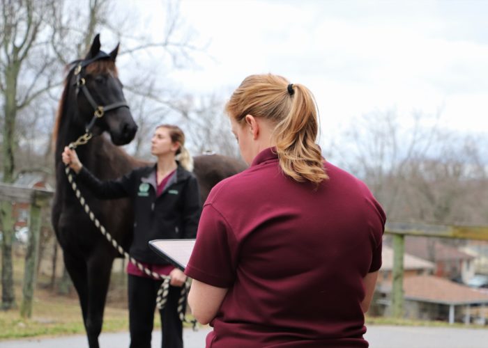 the girl holding the horse | bannon woods vet hospital