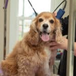 Grooming008