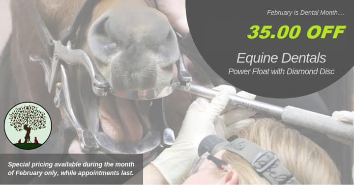 Equine Dentals 35.00 OFF | Best Animal Hospital | Bannon Woods Veterinary Hospital | Louiseville KY